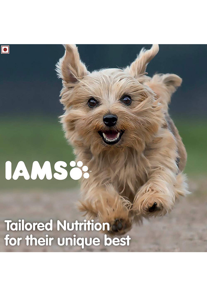 Iams yorkshire terrier dog food best sale